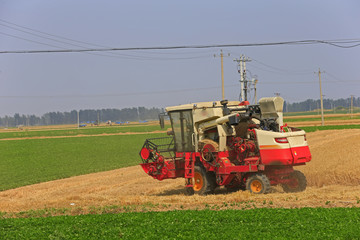 Fototapeta premium Harvester in the job