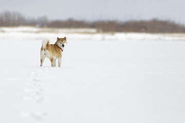 Naklejka na ściany i meble 雪原で遊ぶ柴犬