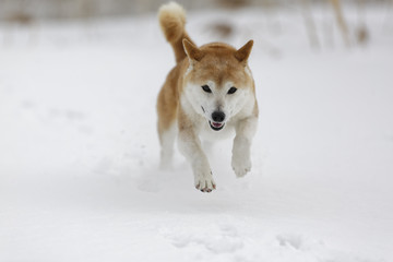 雪原で遊ぶ柴犬