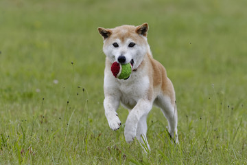 Naklejka na ściany i meble 野原で遊ぶ柴犬
