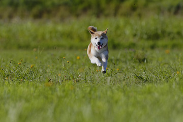 野原で遊ぶ柴犬
