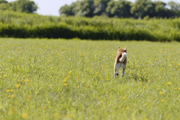 Obraz na płótnie Canvas 野原で遊ぶ柴犬 