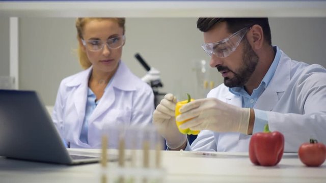Male scientists consulting with colleague while injecting peppers with chemicals
