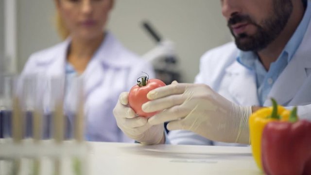 Scaled up look on red tomato examined by male scientist