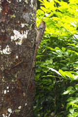 Wild chameleon in nature