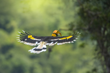 Great hornbill or Great indian hornbill flying  © chamnan phanthong