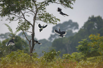 Oriental pied hornbill are enjoying themselves in the forest. © chamnan phanthong