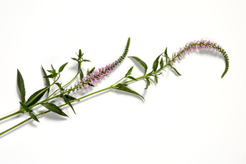 Delicate pink foxtail flower blossom, veronica spicata, on white