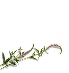 Delicate pink foxtail flower blossom, veronica spicata, on white