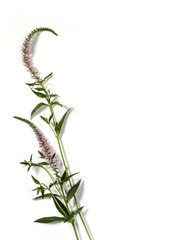 Delicate pink foxtail flower blossom, veronica spicata, on white