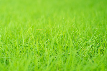 Grass close up.