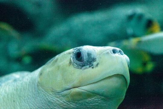 Olive Ridley Sea Turtle Lepidochelys Olivacea