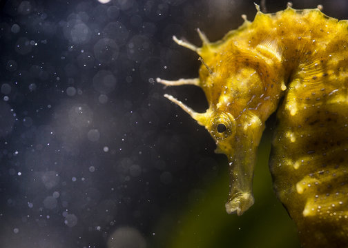 Cavalluccio marino o ippocampo,  Cheval marin dor, Langschnauziges Seepferdchen, long-snouted seahorse, (Hippocampus guttulatus), Alghero, Sassari, Sardegna, Italia....