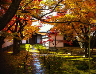 Obraz premium Trees during the automn 