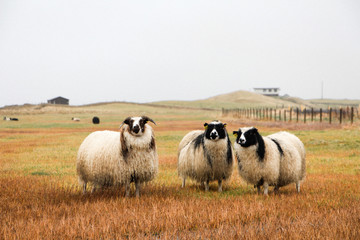 Icelandic Sheep - Powered by Adobe