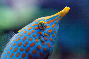 Fototapeta premium Orange spotted filefish Oxymonacanthus longirostris