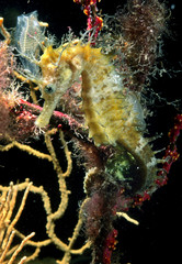 Cavalluccio marino o ippocampo, Cheval marin dor, Langschnauziges Seepferdchen, long-snouted seahorse, (Hippocampus guttulatus), Alghero, Sassari, Sardegna, Italia....