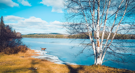 Chocolate Labrador on a frozen lake during winter
