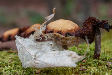 mushrooms and dead leaf