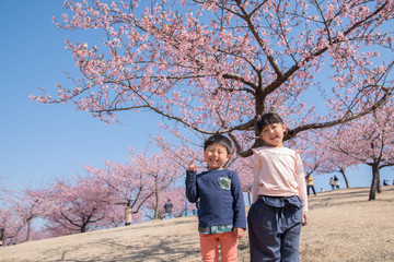 Fototapeta premium 桜と子供