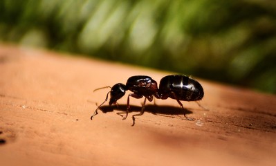 Ant