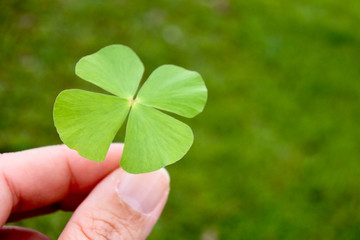 Hand that hold the clover leaf.