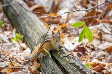 squirrel on a branch
