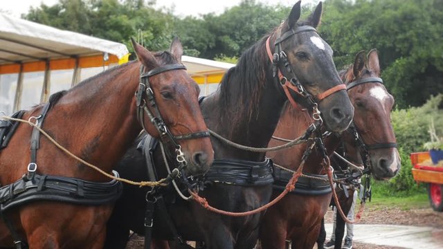 horses listening
