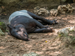 Malayan Tapir or Tapirus indicus also known as the Asian tapir were sleeping