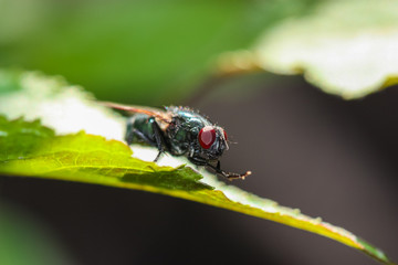 close up of a fly on a leaf