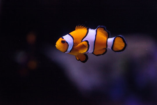 Clownfish, Amphiprioninae, in a marine fish and reef aquarium