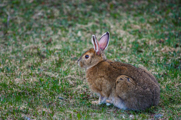 bunny eating grass in the wild