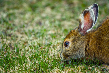 bunny eating grass in the wild