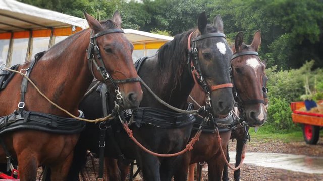 horses waiting for the coachman