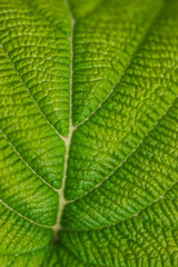 details of a green leaf