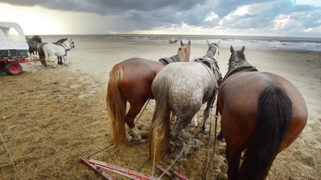 horses on the beach