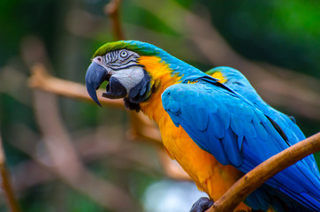 Macaw portrait 