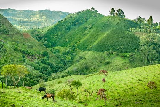 Coffee Plantation In Jerico Colombia