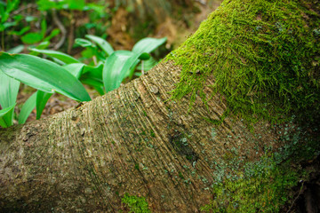 root of a tree with green moss