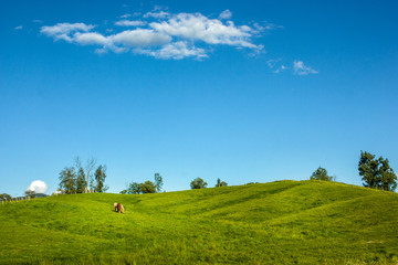 horses in a huge landscape