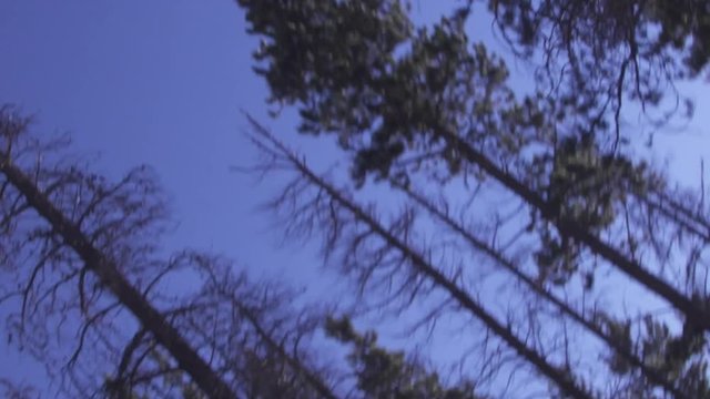 A POV Shot Of A Person Walking / Running Through A Forest.