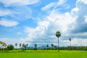 Beautiful countryside landscape and rice fields with cloudy and blue sky in Thailand - 173862159