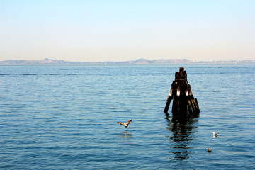 Fleet boat leaving Pier 43 dock with wooden pile