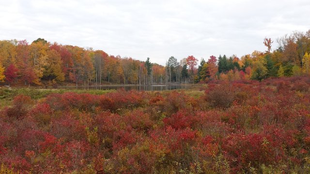 Pond, Catskills Mountains