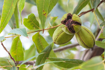 Pecans Ripening on the Tree