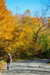 Fototapeta premium girl going hiking in a colorful forest