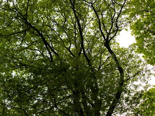 Foret de Champagne Ardenes © ahinoam