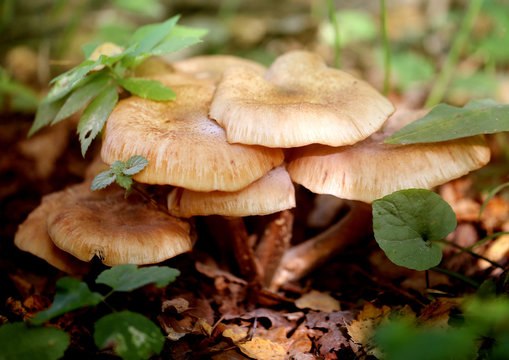 Photo macro close nameko mushrooms