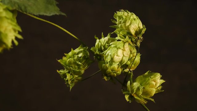 Detail of Hops Cones. No Camear Movement. Light Movement.