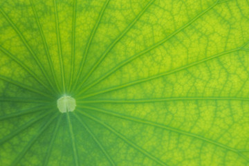 Fototapeta na wymiar detailed lotus leaf in close up for background, texture